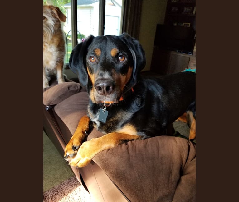 Rudy, an American English Coonhound and Black and Tan Coonhound mix tested with EmbarkVet.com