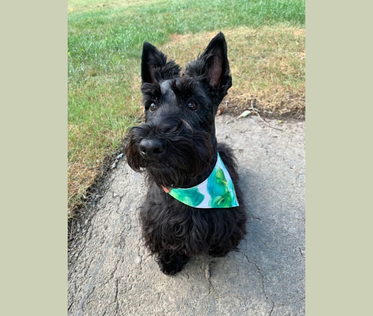 Finnigan, a Scottish Terrier tested with EmbarkVet.com