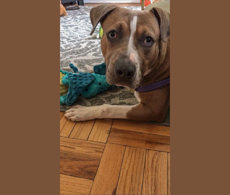 Morty, an American Pit Bull Terrier and American Staffordshire Terrier mix tested with EmbarkVet.com