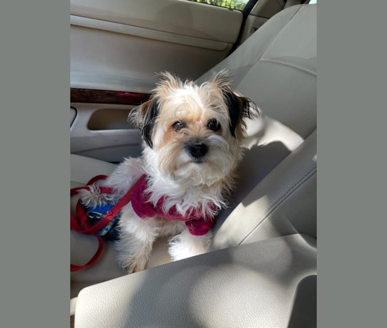Embark Dog DNA Test Breed