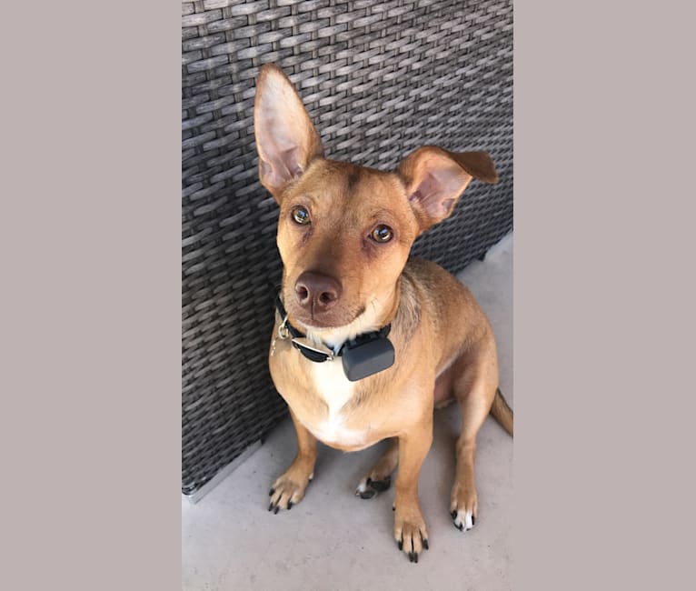 Rat pinscher online