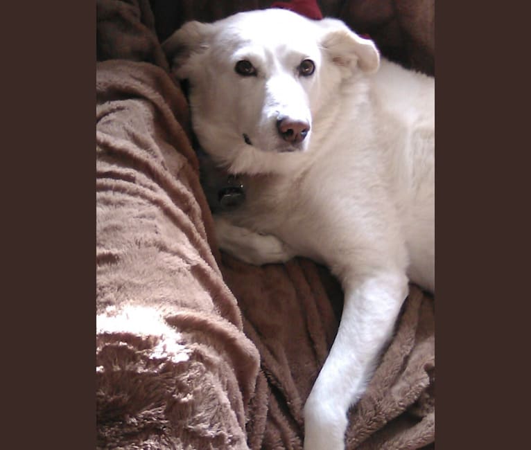 Photo of Molly, a Great Pyrenees, Labrador Retriever, and Maremma Sheepdog mix in North Ridgeville, Ohio, USA