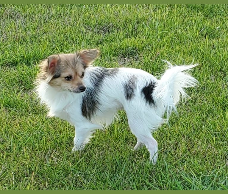 Photo of Thumbelina, a Chihuahua 