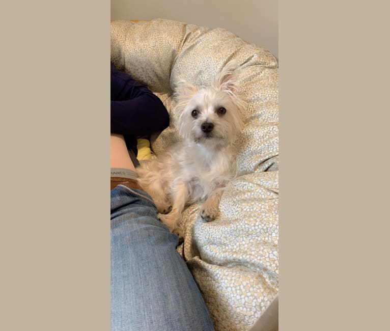 Embark Dog Dna Test Breed