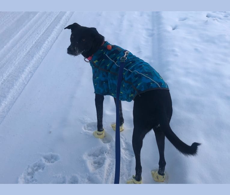 Zoe, an Alaskan-type Husky and Greyhound mix tested with EmbarkVet.com