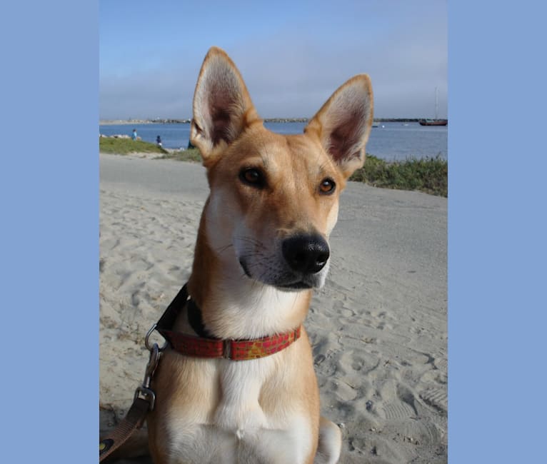Embark Dog DNA Test Breed