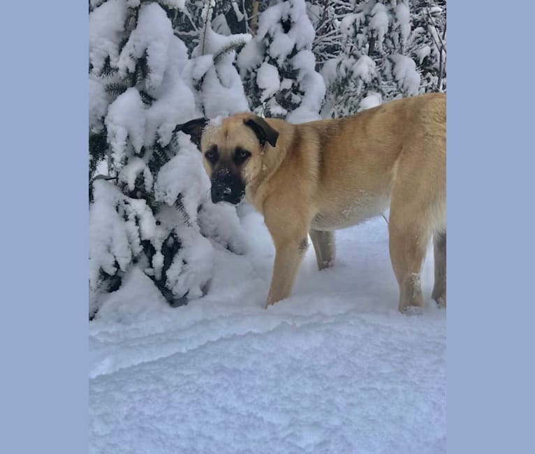 embark dog dna test breed