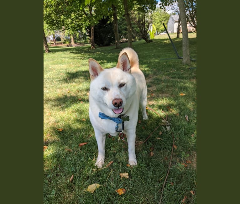 Shiro Yamazaki, a Shiba Inu tested with EmbarkVet.com