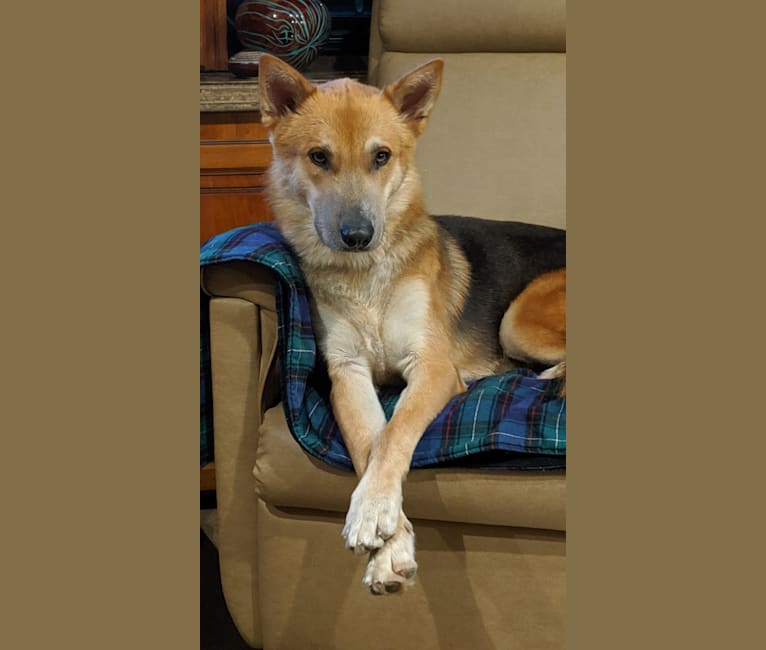 Embark Dog DNA Test Breed
