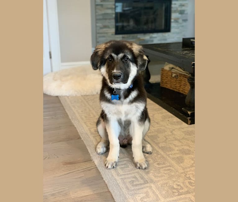 Archie, a German Shepherd Dog and Great Pyrenees mix tested with EmbarkVet.com