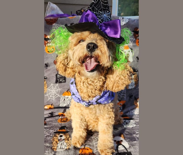 Photo of Chloe, a Poodle (Small), Cocker Spaniel, English Cocker Spaniel, and English Cocker Spaniel (Working Type) mix in Cañon City, Colorado, USA