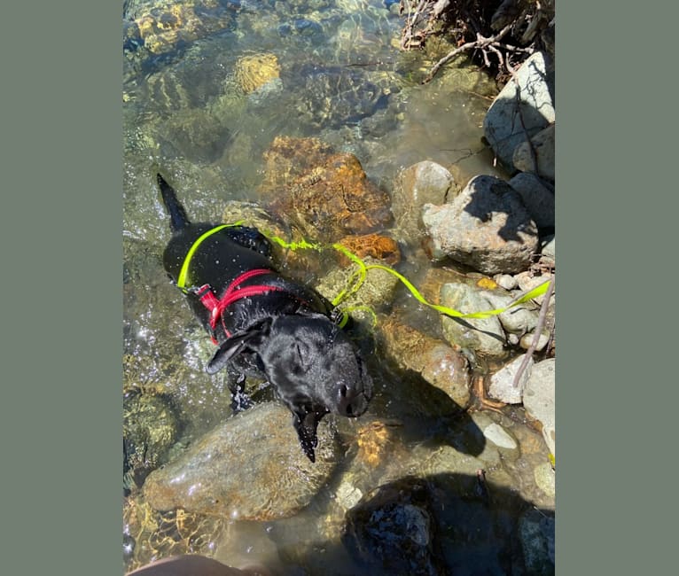 Oolong, a Formosan Mountain Dog tested with EmbarkVet.com