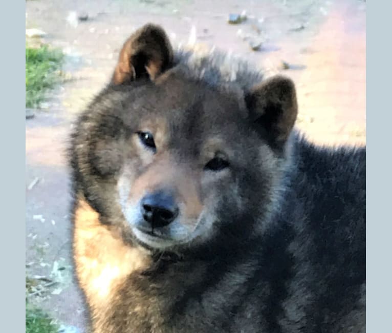 embark dog dna test breed