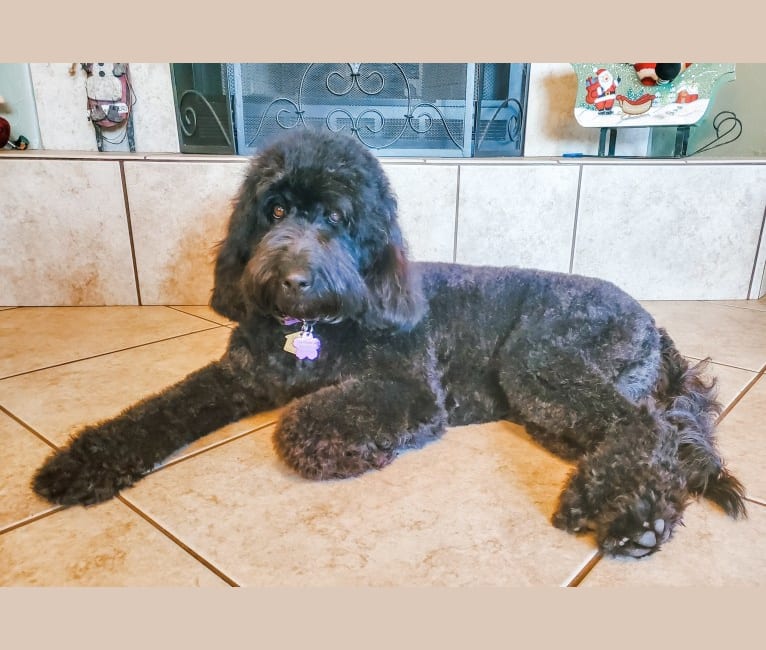 Photo of Yankee, a Poodle (Standard) and Poodle (Small) mix in Mesa, AZ, USA