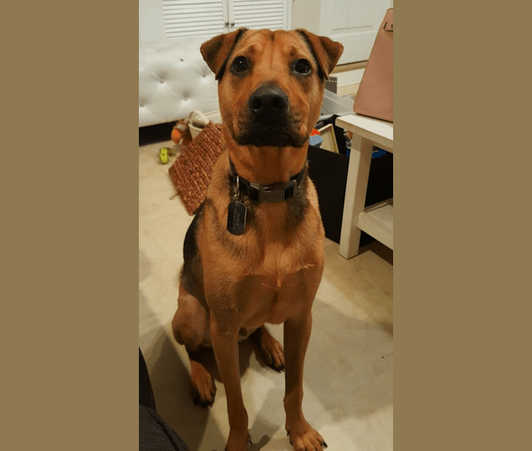 Chinese shar pei terrier mix hotsell
