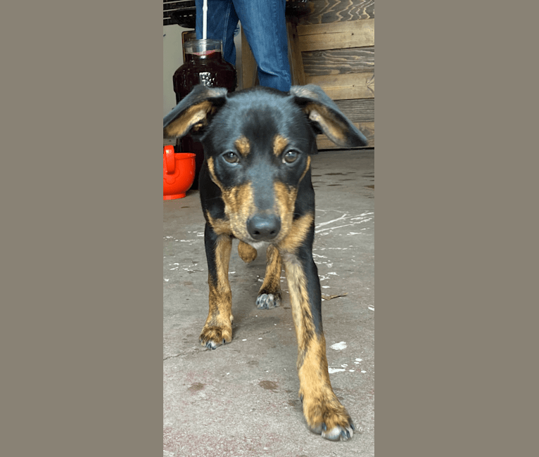 Photo of Sergeant, a Chihuahua, Dachshund, Beagle, and Mixed mix in Mississippi, USA