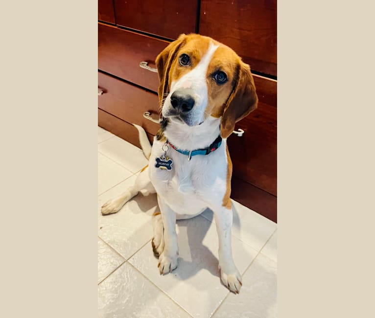 Murphy, an American Foxhound and Redbone Coonhound mix tested with EmbarkVet.com