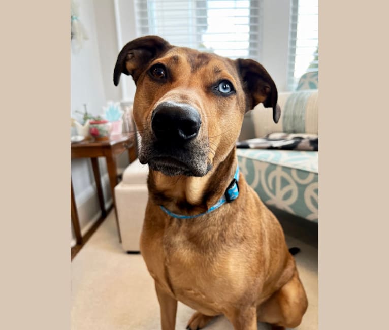 Walker, an American Pit Bull Terrier and Rottweiler mix tested with EmbarkVet.com