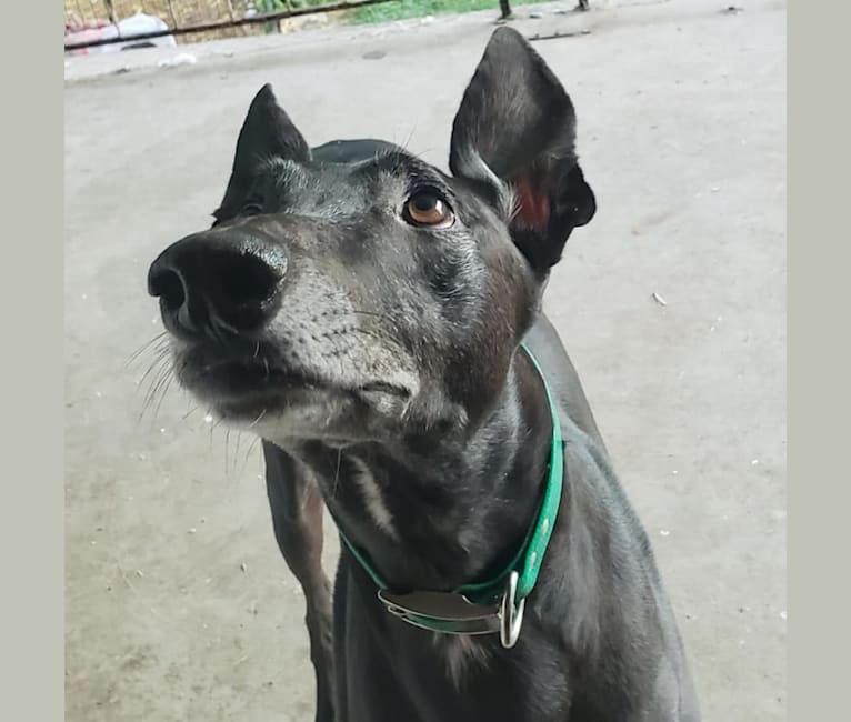 Drake, a Greyhound tested with EmbarkVet.com