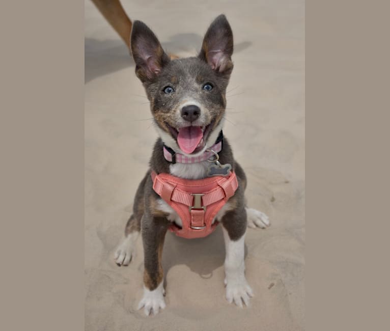 Photo of Fizz, an American Pit Bull Terrier, Australian Cattle Dog, Pomeranian, Chihuahua, and Mixed mix in Corpus Christi, Texas, USA