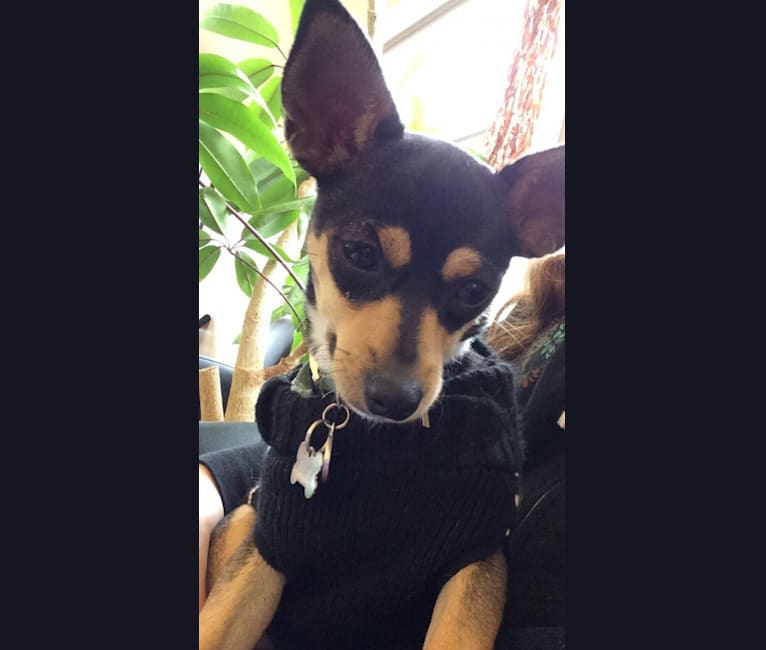 Kyuta, a Chihuahua and Cocker Spaniel mix tested with EmbarkVet.com