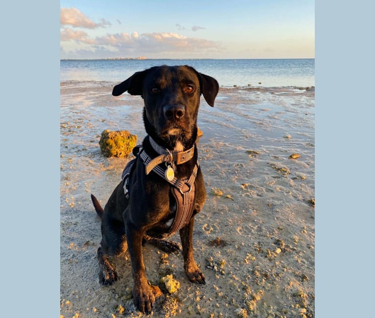 Photo of Kol, an American Pit Bull Terrier, Rottweiler, Labrador Retriever, and Mixed mix in Fort Lauderdale, Florida, USA
