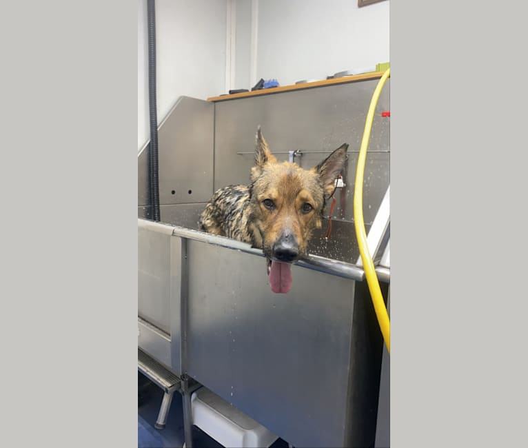 Leo, a German Shepherd Dog tested with EmbarkVet.com
