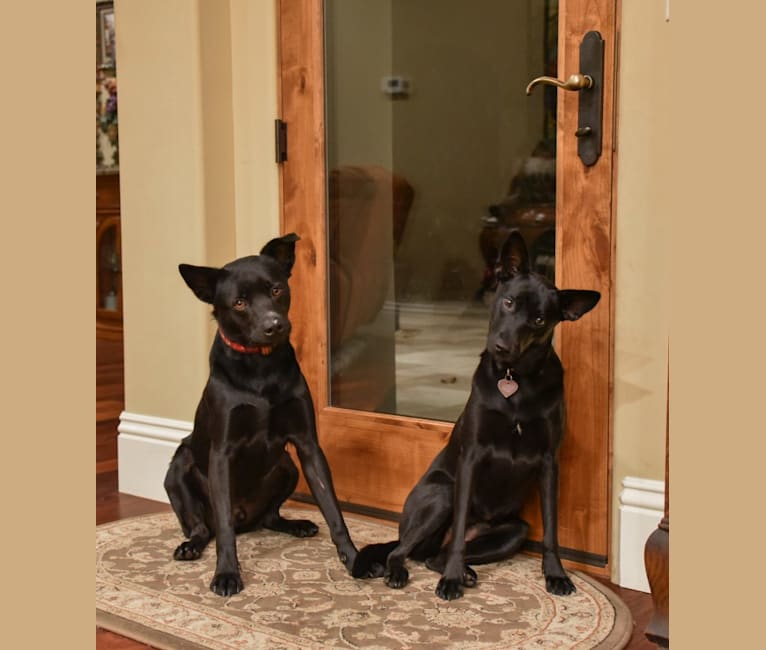 Embark Dog Dna Test Breed
