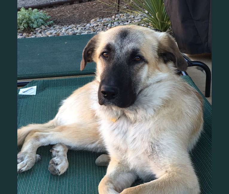 Belle, a German Shepherd Dog and Great Pyrenees mix tested with EmbarkVet.com