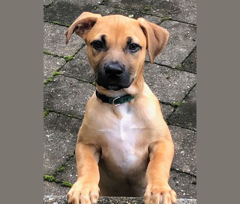 Embark Dog DNA Test Breed