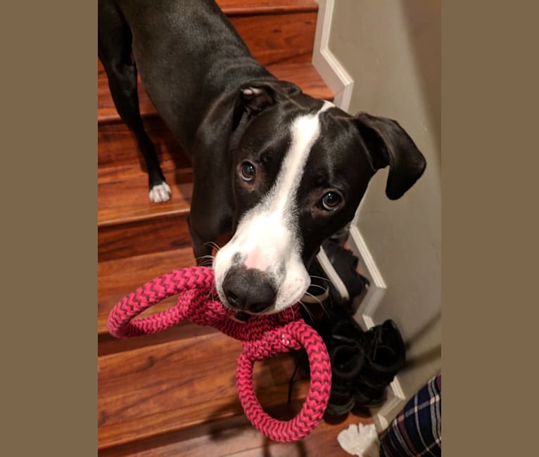 pinscher stafford mix