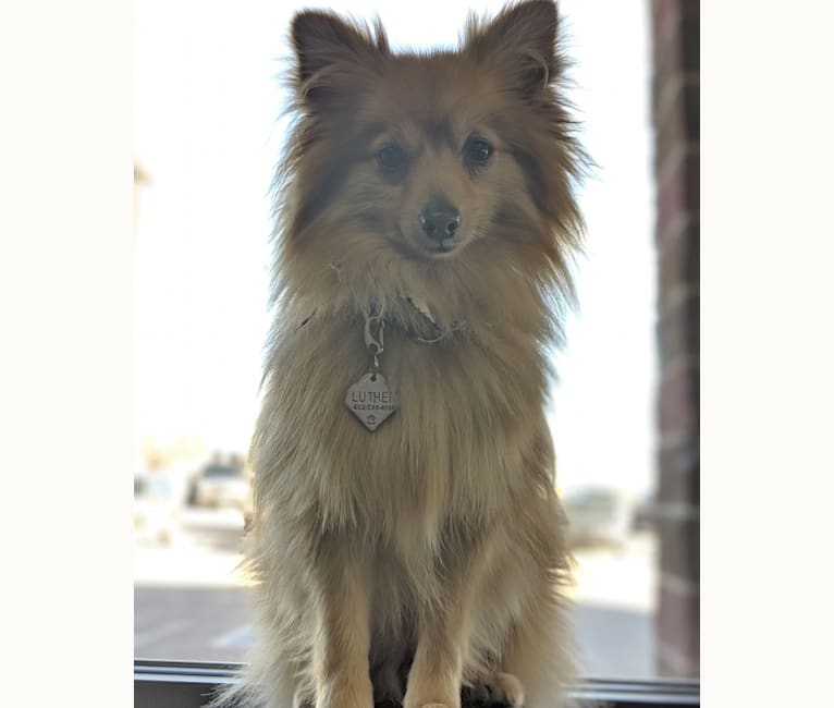 Luther, a Pomeranian tested with EmbarkVet.com
