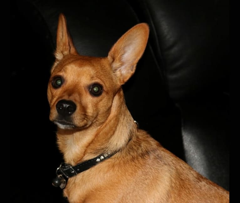 Alexa (Lexi) Isabella, a Chihuahua and Rat Terrier mix tested with EmbarkVet.com