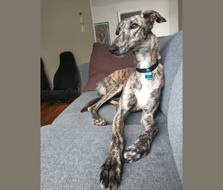 Borzoi mix 2025