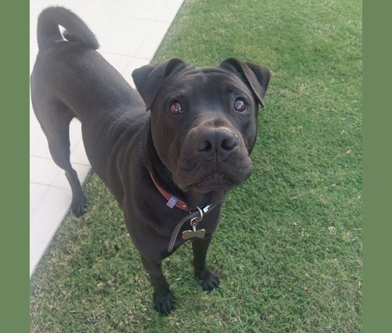 shar pei cross cattle dog