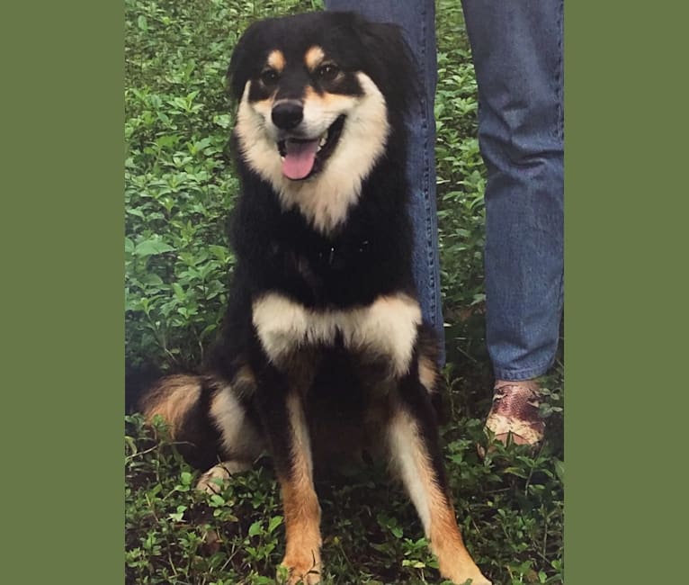 Chow chow cross rottweiler clearance