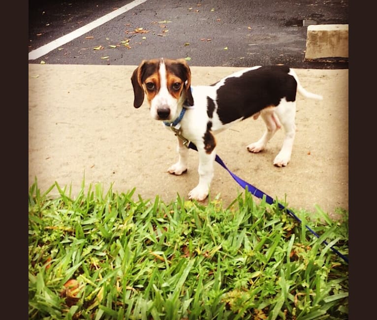 Dunn, a Beagle and Rat Terrier mix tested with EmbarkVet.com