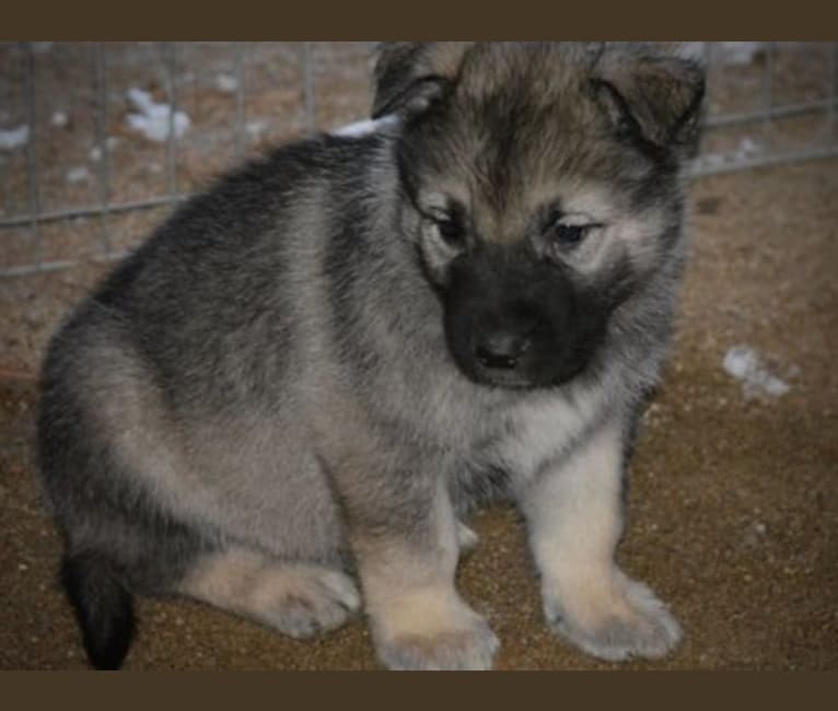 Levi, an Alaskan Malamute and German Shepherd Dog mix tested with EmbarkVet.com