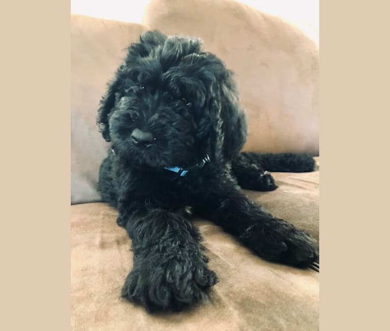Leopold, a Newfypoo tested with EmbarkVet.com
