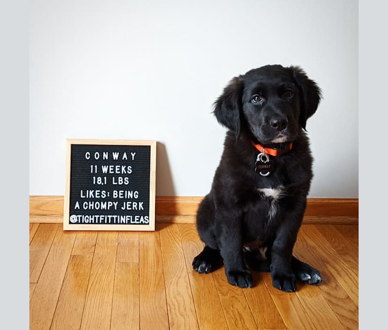 Conway, a Golden Retriever and Great Pyrenees mix tested with EmbarkVet.com