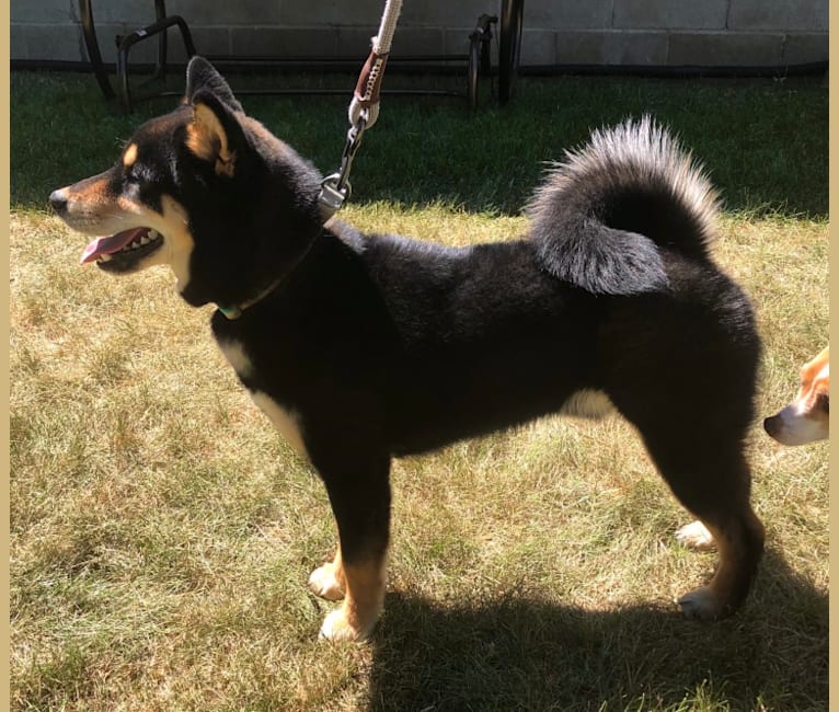 Embark Dog DNA Test Breed