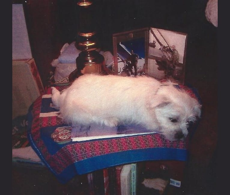 Tigger, a Shih Tzu and West Highland White Terrier mix tested with EmbarkVet.com