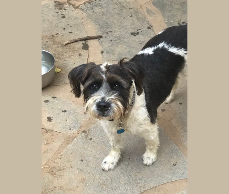 Embark Dog Dna Test Breed