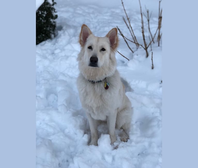 Nina, a German Shepherd Dog and Great Pyrenees mix tested with EmbarkVet.com