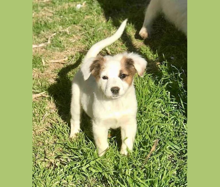 Great pyrenees australian clearance shepherd mix puppies