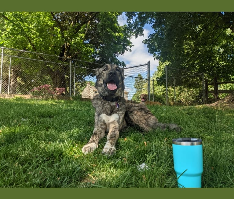 Isla, an Anatolian Shepherd Dog tested with EmbarkVet.com
