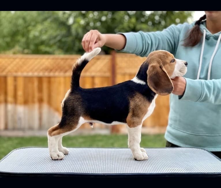 Dutch, a Beagle tested with EmbarkVet.com