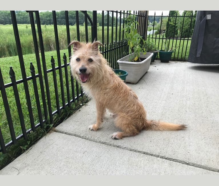 Bourbon, a Poodle (Small) and Chow Chow mix tested with EmbarkVet.com