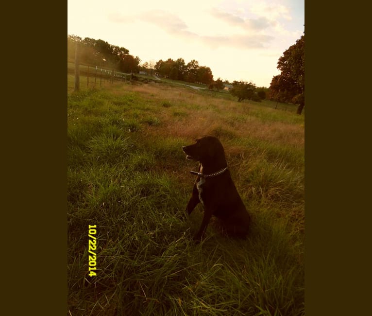 Issybelle, a Rottweiler and Labrador Retriever mix tested with EmbarkVet.com