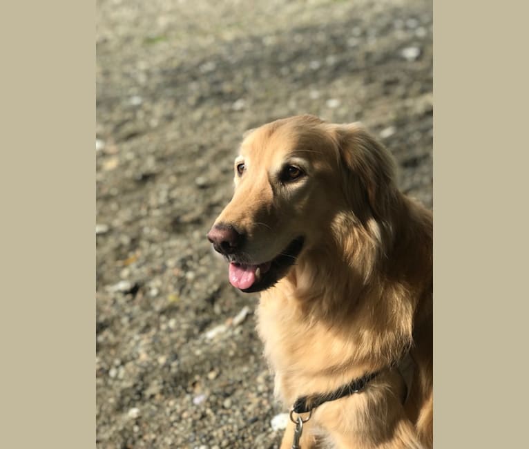 Embark Dog Dna Test Breed